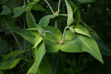 Euphorbia lathyris RCP5-10 198.jpg